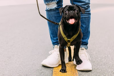 A dog walker
