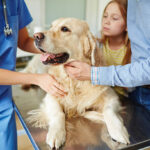 12 Ways To Get Cheap Vet Care Near Me