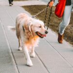 4 Apps To Make Money For Walking Dogs
