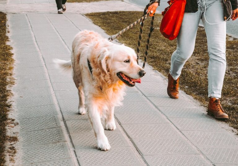 4 Apps To Make Money For Walking Dogs