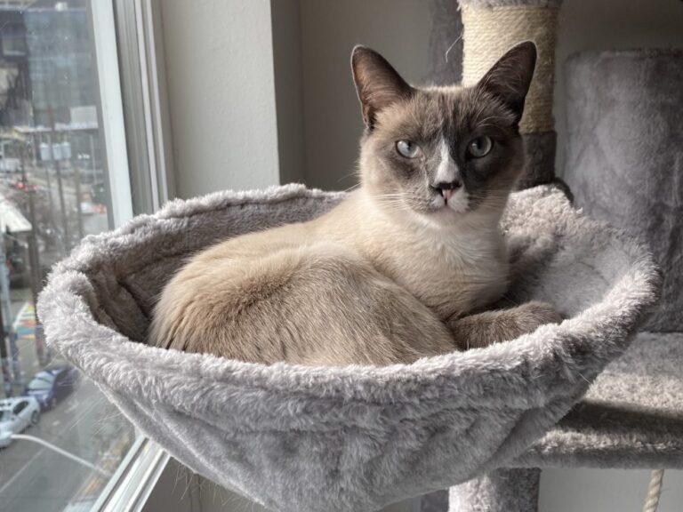 13 Ways to Get Paid for HouseSitting Jobs