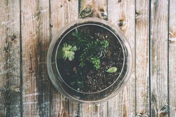 Recycle Glass Bottles and Jars to terranium

www.paypant.com
