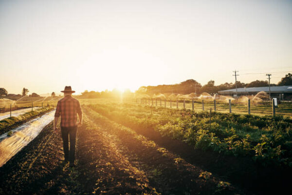 Investing in Farmland; rearview shot of a male farmer tending to his crops on the farm