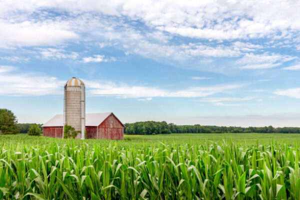 Classic red barn and silo set in a field of green corn and under a blue sky with copy space if needed.  Traditional rural scene.