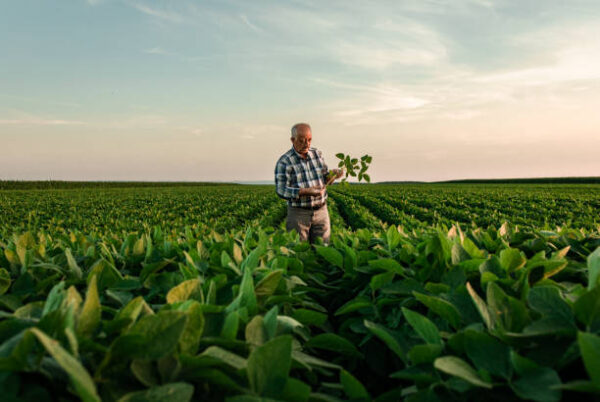 Senior farmer standing in soybean field examining crop at sunset.