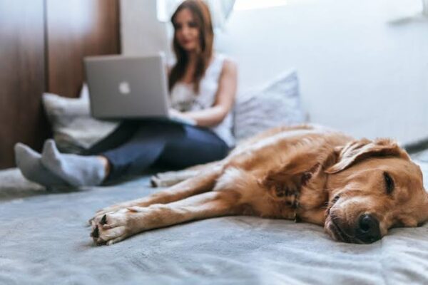 How to Make Money Really Fast 
 with pet-sitting www.paypant.com